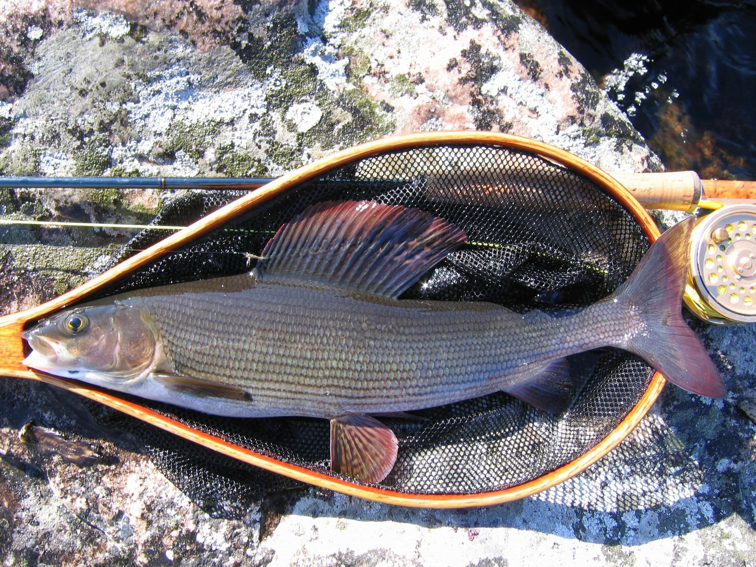 Описание рыбы хариус. Европейский хариус — Thymallus Thymallus (l., 1758). Буреинский хариус. Сибирский хариус. Рыба хариус Сибирский.