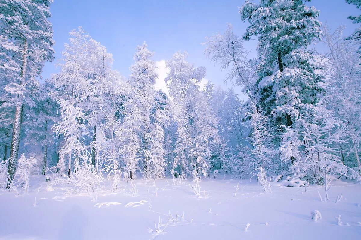 сказочный зимний лес. в новогоднем лесу. красивая зима. зимний фон для фото. зимний лес.