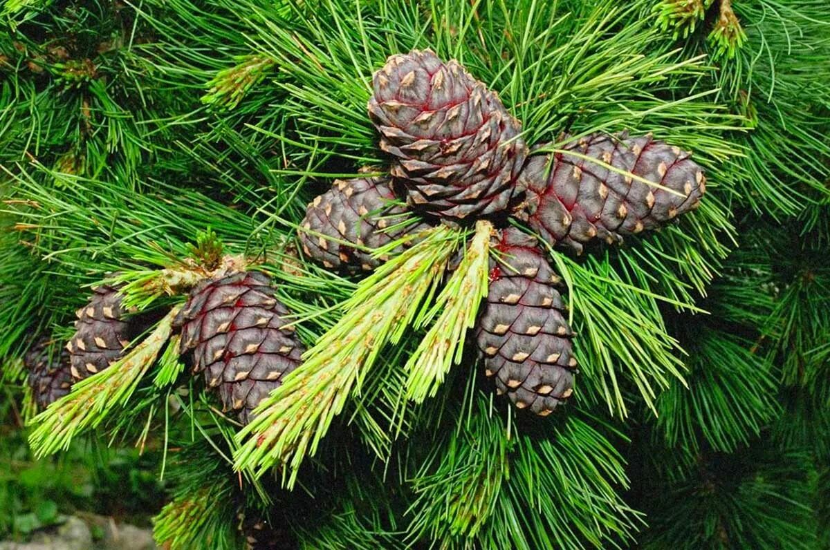 Кедр Сибирский Pinus sibirica. Сосной сибирской (Pinus sibirica). Сосна Кедровая Сибирская (кедр Сибирский) – Pinus sibirica. Сибирский кедр (Pinus sibirica du Tour).