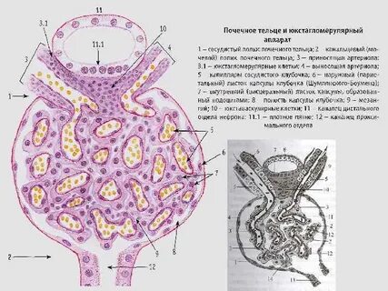 Почечная капсула рисунок