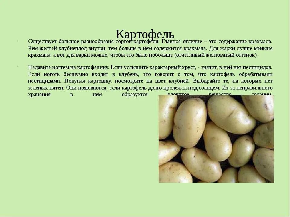 Все о сортах картофеля. Картофель сорт родриго характеристики. характеристика картофеля. характеристика сортов картофеля. сорта картошки с характеристикой.