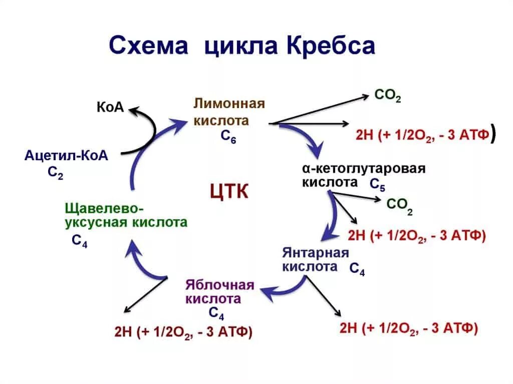 Цикл кребса является. Цикл кребса схема. янтарная кислота цикл кребса. цикл кребса схема с атф. цикл кребса б12.