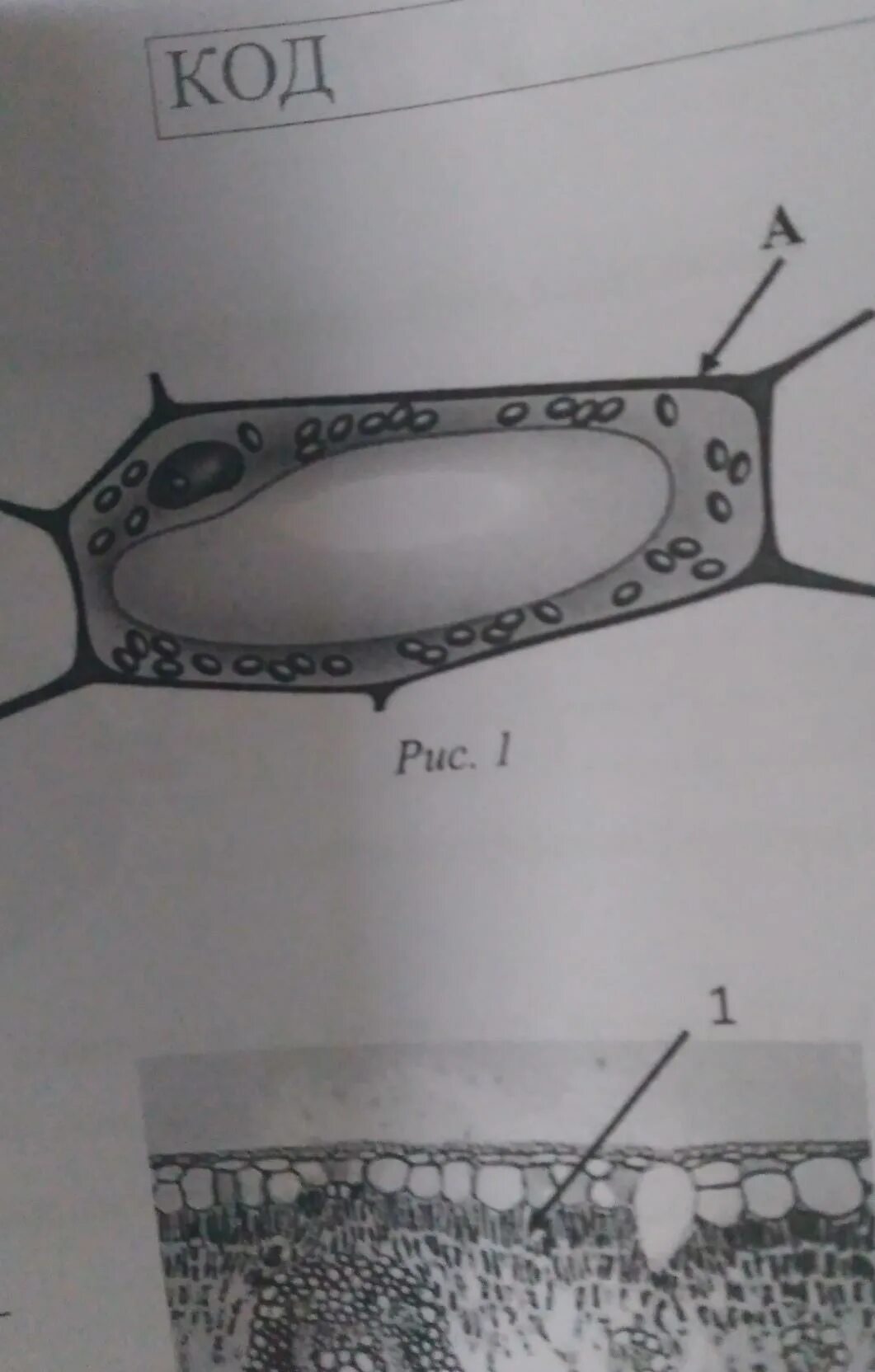 Растительная клетка ВПР 6 класс. Структура клетки обозначена на рисунке буквой а ВПР. Какая структура клетки обозначена на рисунке буквой а. Структура клетки ВПР по биологии 11.