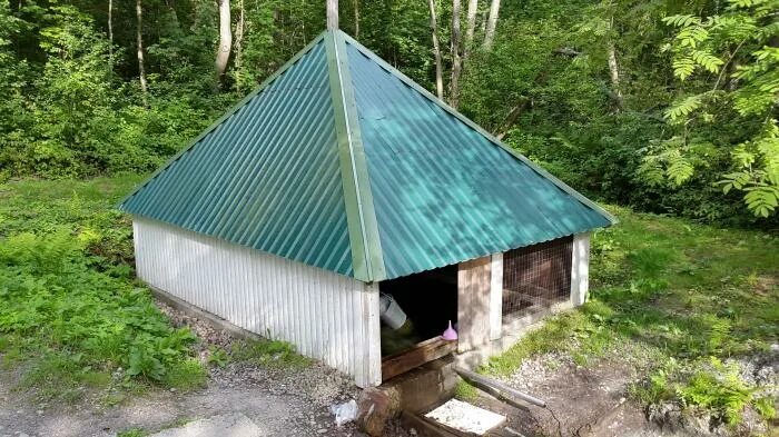 Родник верхний. Родник в Осельках. Родник Осельки Верхние. Родники Токсово. Источник в Осельках.