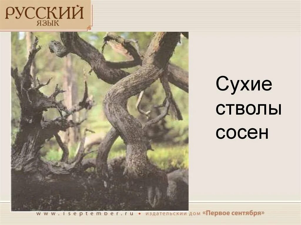 Сухих 5 класс. Гиппенрейтер сухие стволы сосен. Сухие стволы сосен фотография в.Гиппенрейтера. Гиппенрейтер фотограф сухие стволы.