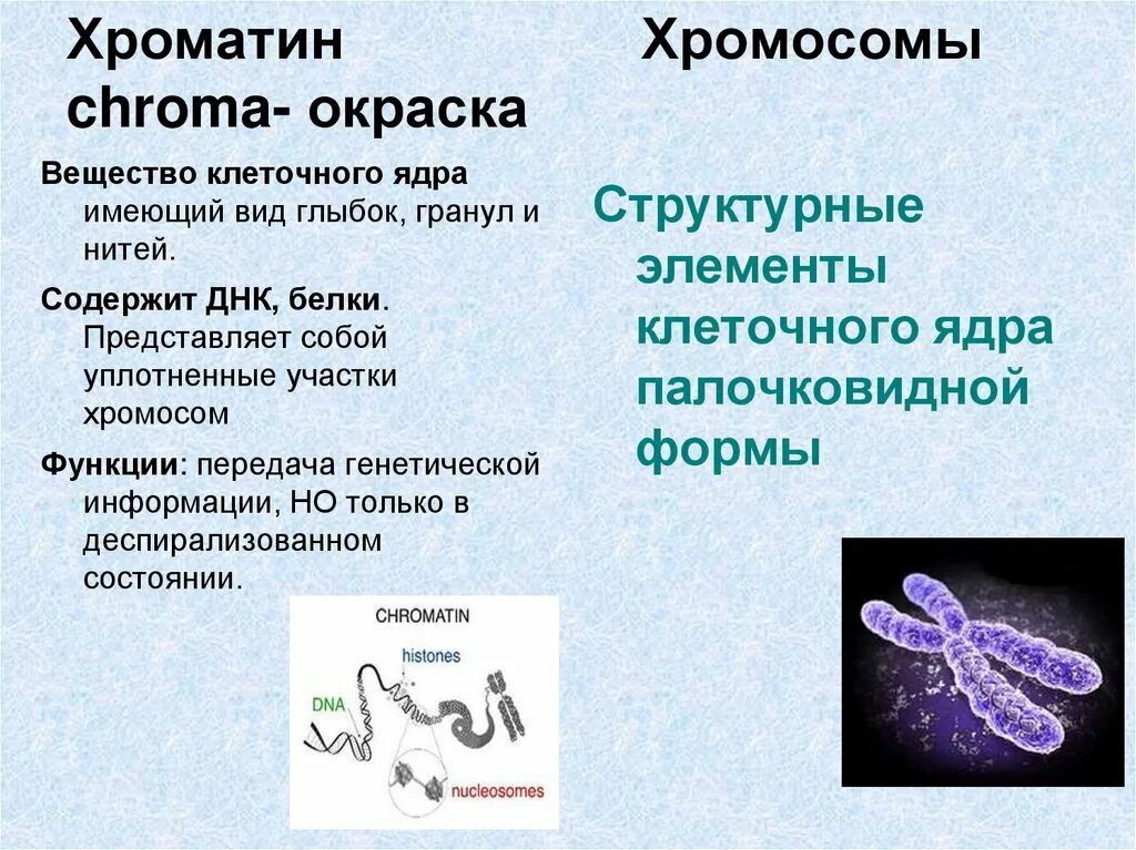 Строение клетки хроматин. Структура, функции и типы хроматина. Хромосомы хроматин строение и функции. Структура хроматина эукариотов. Участки хромосом называют