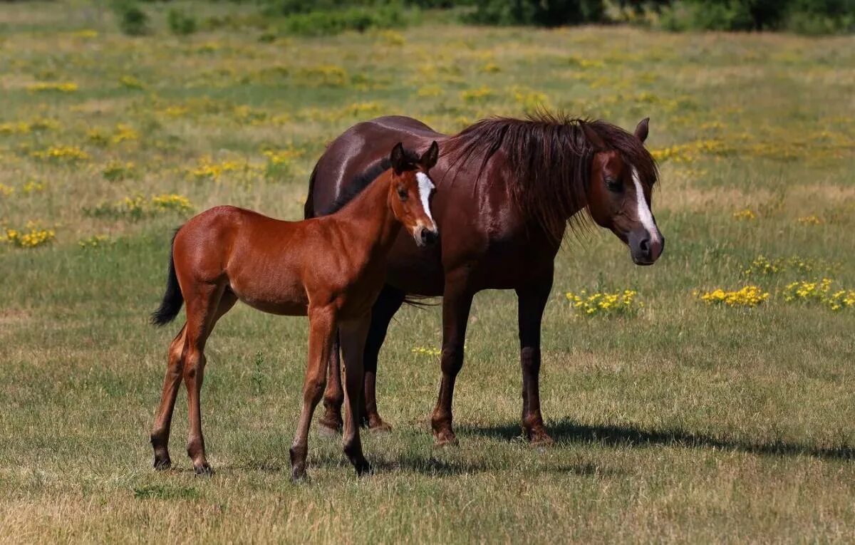 Two horse. Гнедая кобыла с жеребенком. Гнедая лошадь с жеребенком. Гнедой жеребенок. «Лошадь с жеребенком» а. Горбатова..