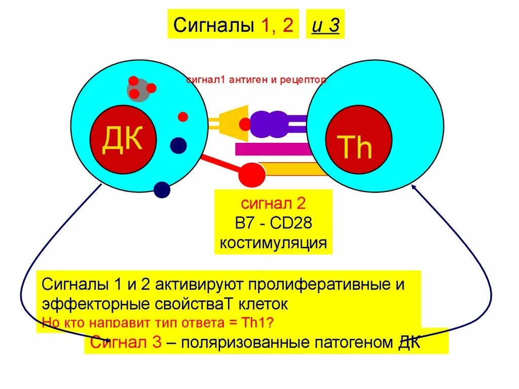 Рецепторы антигенов. Костимуляция схема. Клеточный иммунный ответ. Иммунный ответ на внутриклеточные бактерии. Эффекторные т клетки