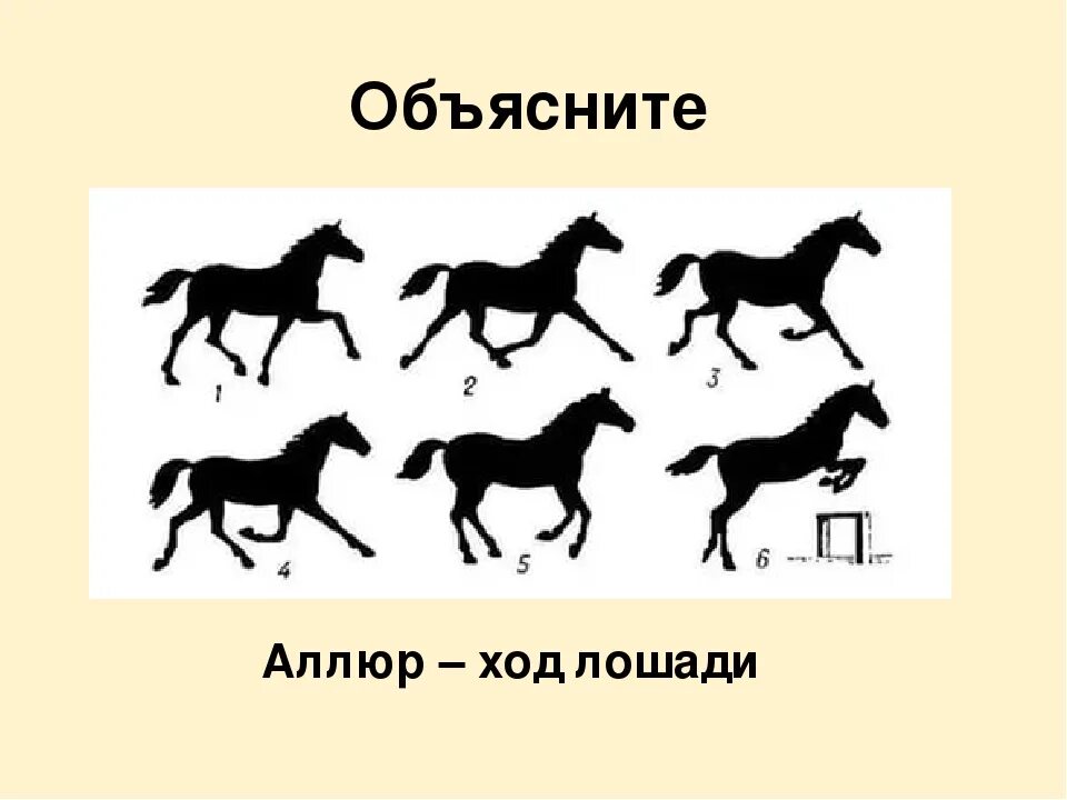 Галоп Аллюр иноходь. Галоп Рысь Аллюр иноходь. Галоп Рысь Аллюр иноходь карьер. Шаг Рысь галоп и иноходь. Ход рысью