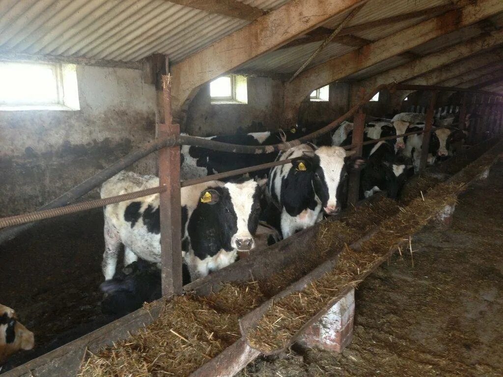 Сарай для быков. Коровы в коровнике. Откормочный сарай для бычков. Сарай на 10 быков. Телятник крс.