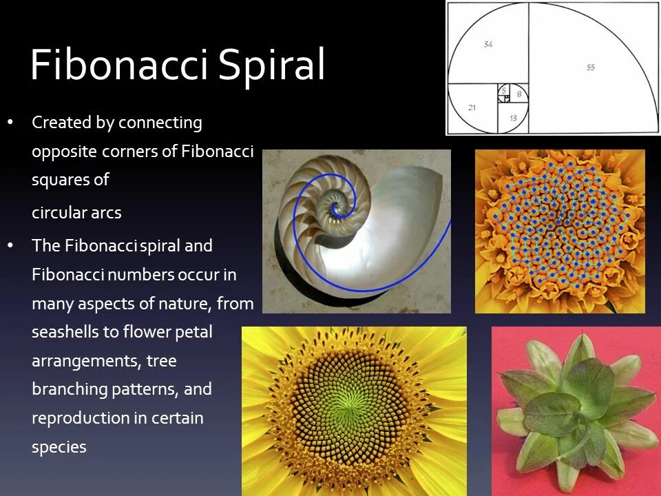 Union fibonacci. Паутина в числах фибоначчи. числа фибоначчи фото. цветок фибоначчи. fibonacci sequence numbers.