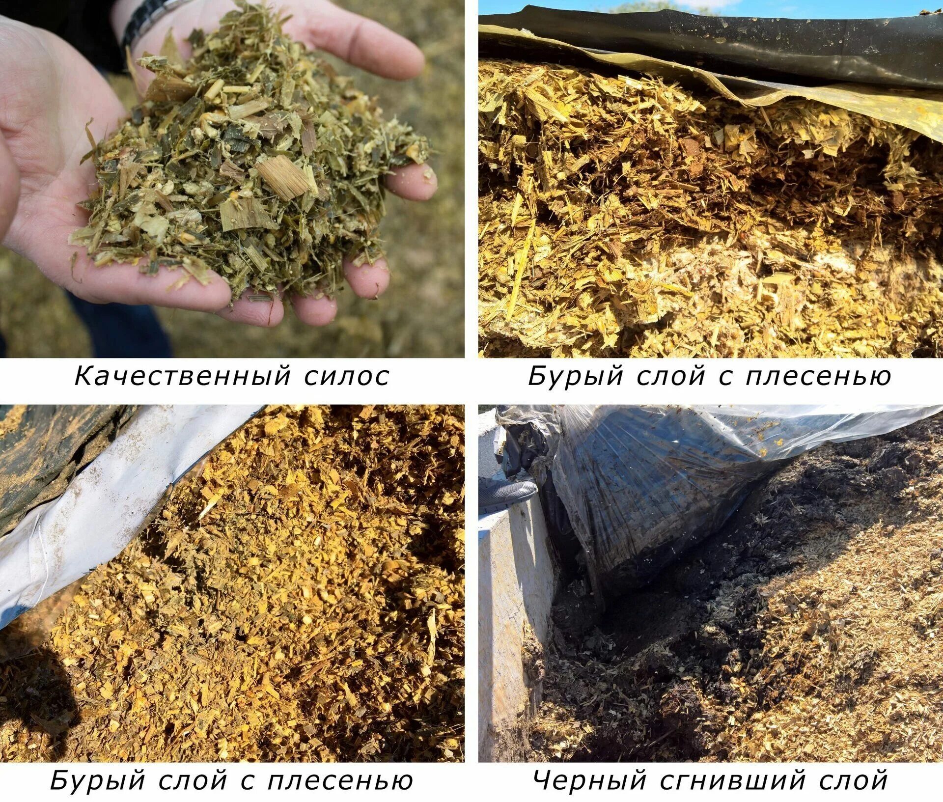 Кормовая кукуруза силос. Силос клеверный. Силос кукурузный. Технология заготовки кормов. Силос какой корм.