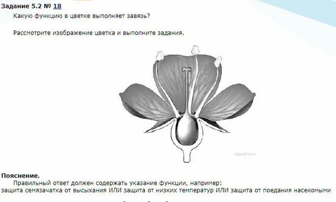 Завязь функция 6 класс