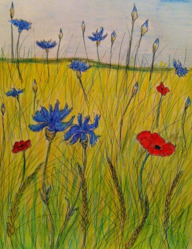 Нарисовать луг 1 класс окружающий. Рисование полевых цветов. Зарисовки трав и цветов. Полевые цветы цветными карандашами. Луг рисунок для детей.
