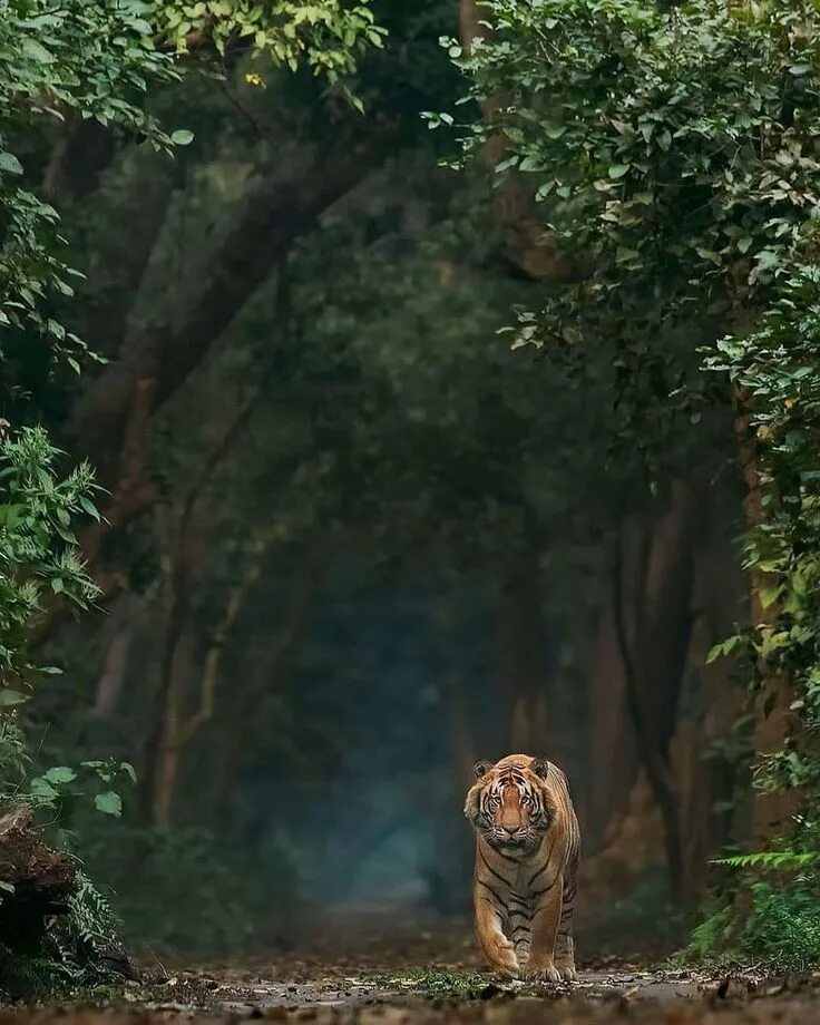 Тигр в джунглях. Тигрица в джунглях. Одиночество тигра в джунглях. Тигр в джунглях фото. Jungle tiger