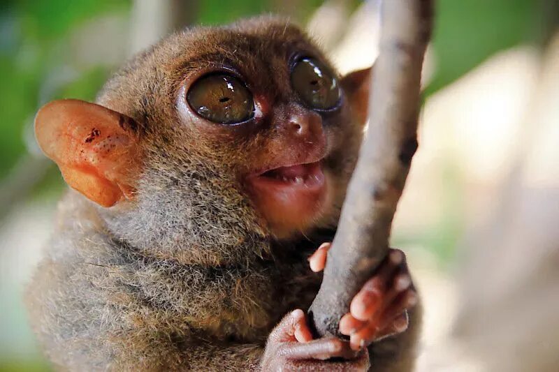 Галаго сенегальский домашний. Галаго гарнетта. Как выглядит животное бабус. Как выглядит животное бабус. Мадагаскарский долгопят.