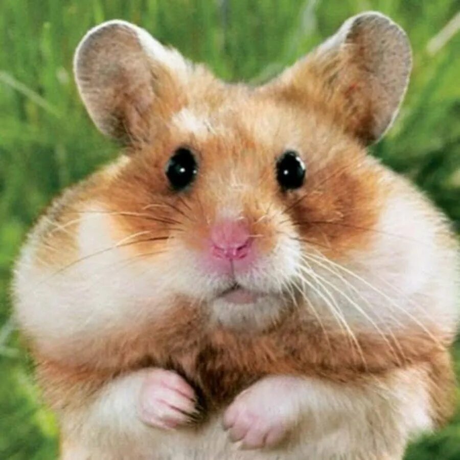 морда хомяка. рыжий хомяк. комьо зомяк. хомяк с едой. агрессивный хомяк.