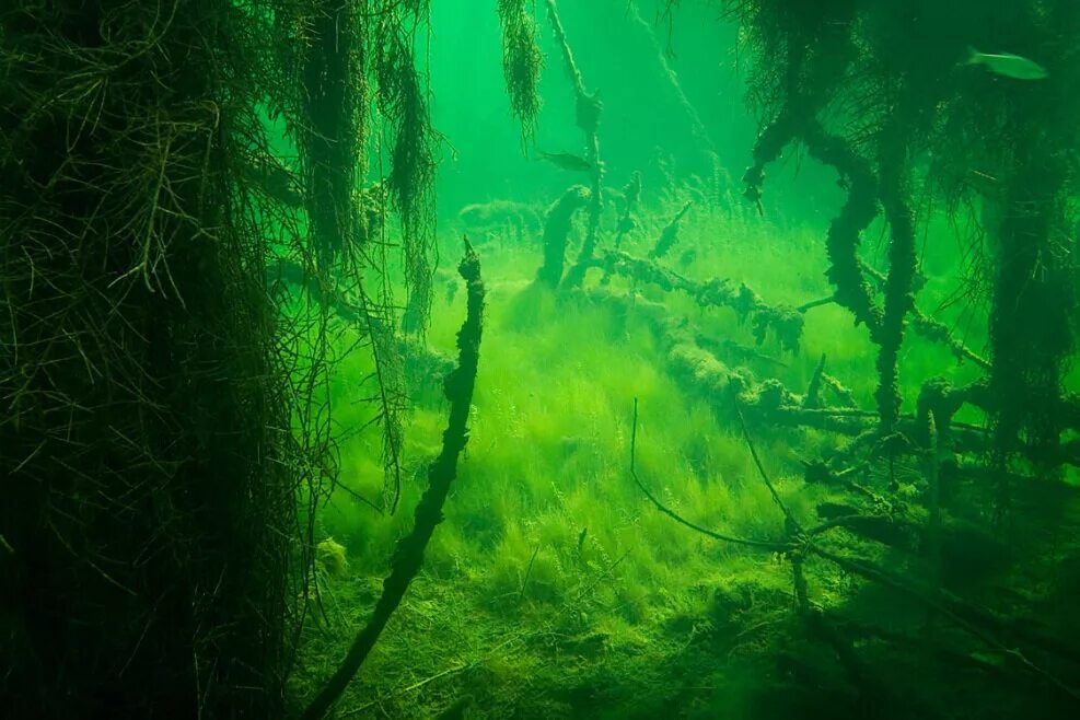 Водоросли и свет. Подводные пейзажи. Речное дно. Подводный мир водоросли. Дно болота.