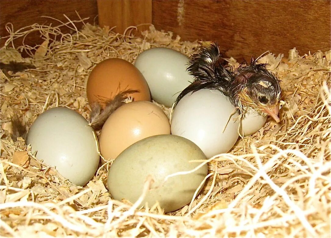 Hatching eggs. Kids Hatching Eggs in Sholl. Hatching chick. Egg видео.