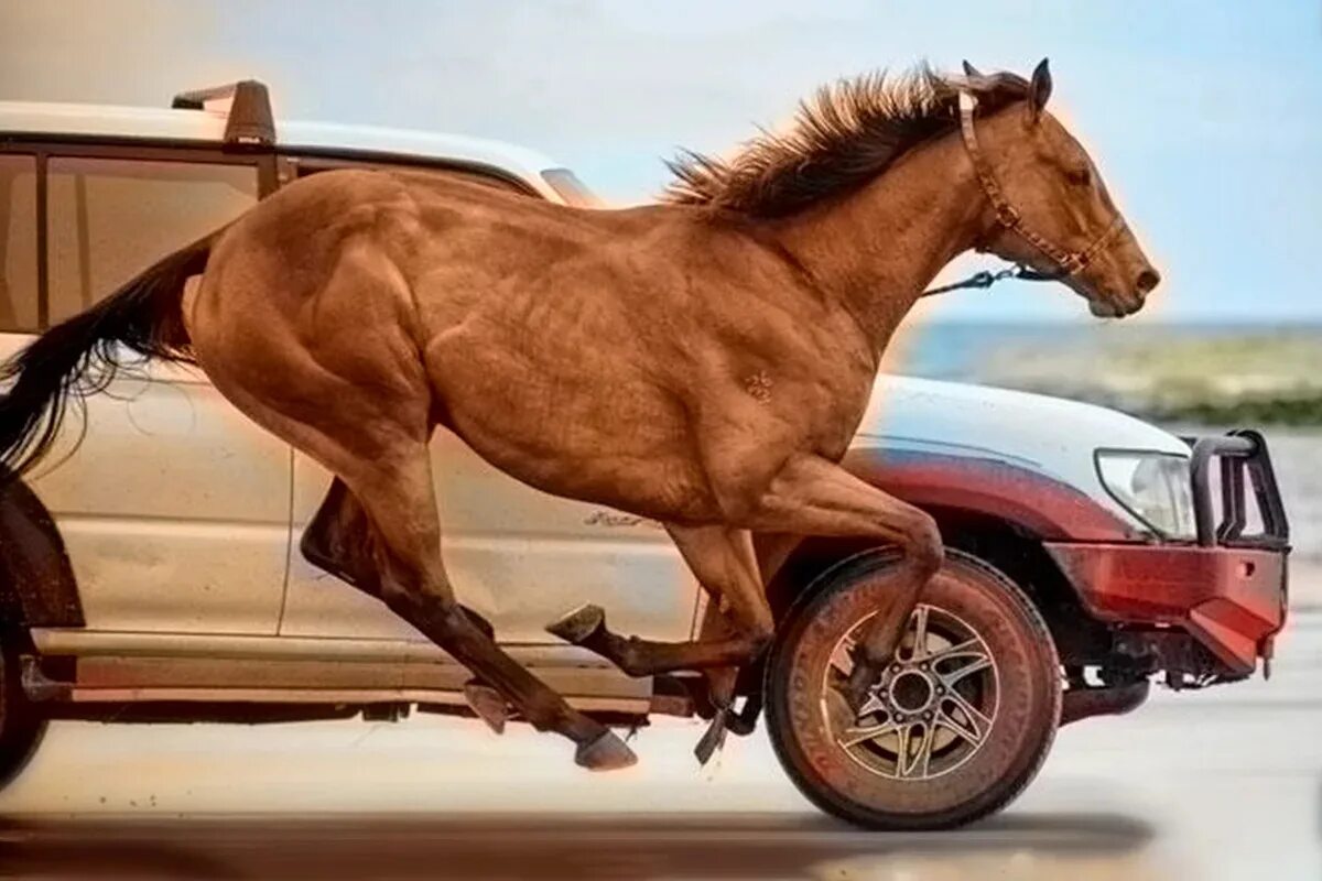 Сколько в человеке лошадиных. Машина с лошадью. Конь и автомобиль. Лошадиные силы авто. Машина кобыла.