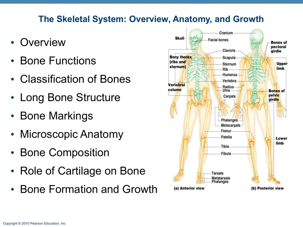 Skeletal System Anatomy. Structure of skeletal System. Classification of Bones. Functions of the skeletal System.