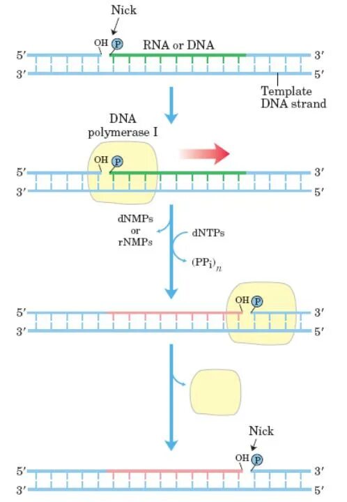 Экзонуклеазная активность ДНК полимеразы. Образование РНК праймера схема. Ник трансляция ДНК. Праймеры ДНК.