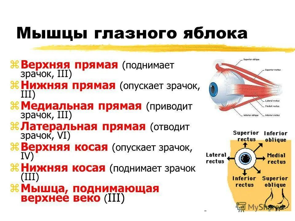 Имеет место крепления глазодвигательных мышц. Мышцы глаза строение и функции. Мышцы глазного яблока функции. Мышцы глаза анатомия функции. Глазодвигательные мышцы строение и функции.