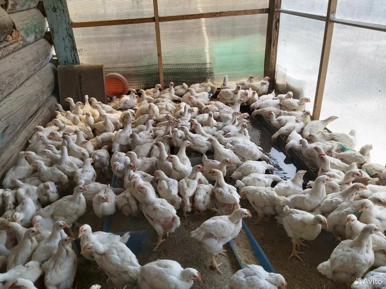 бройлер кросс росс 308. цыплята росс 708. бройлер росс 308 20 дней. бройлер росс 308. росс 308.