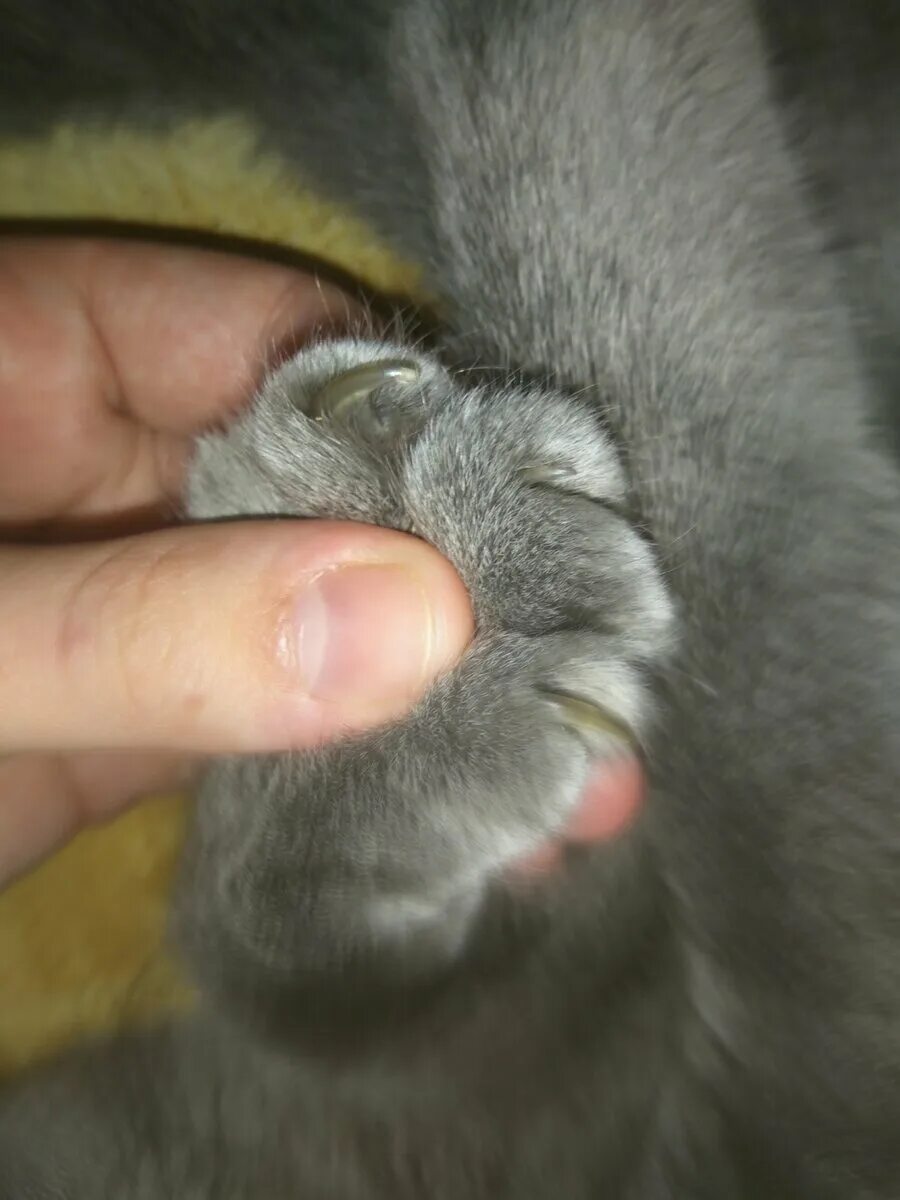 Если у кота слоятся когти. У котенка слоятся ногти.