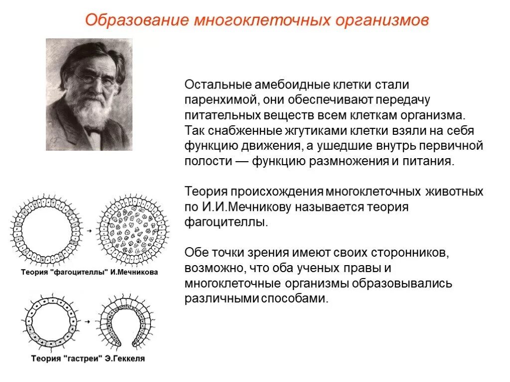 Теория Мечникова фагоциттелла. Теории возникновения многоклеточных организмов. Теория фагоцителлы Мечникова. Возникновение многоклеточных организмов. Объяснить появление многоклеточности