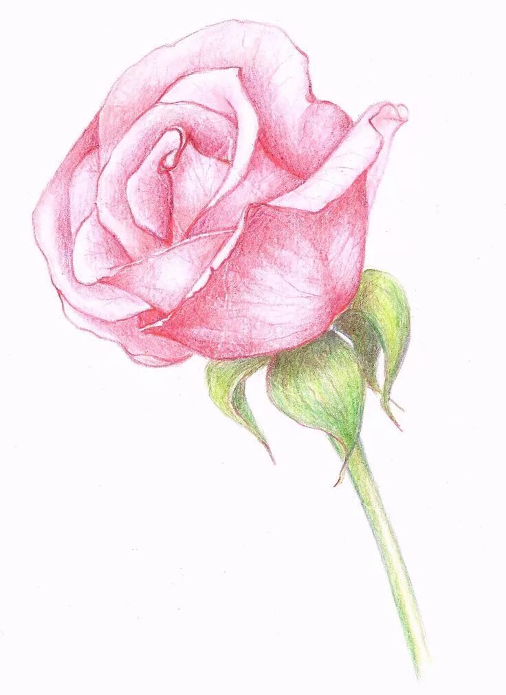 Нарисовать розовый цветок. Нарисовать цветы. Цветы рисунок карандашом. Цветы цветными карандашами.