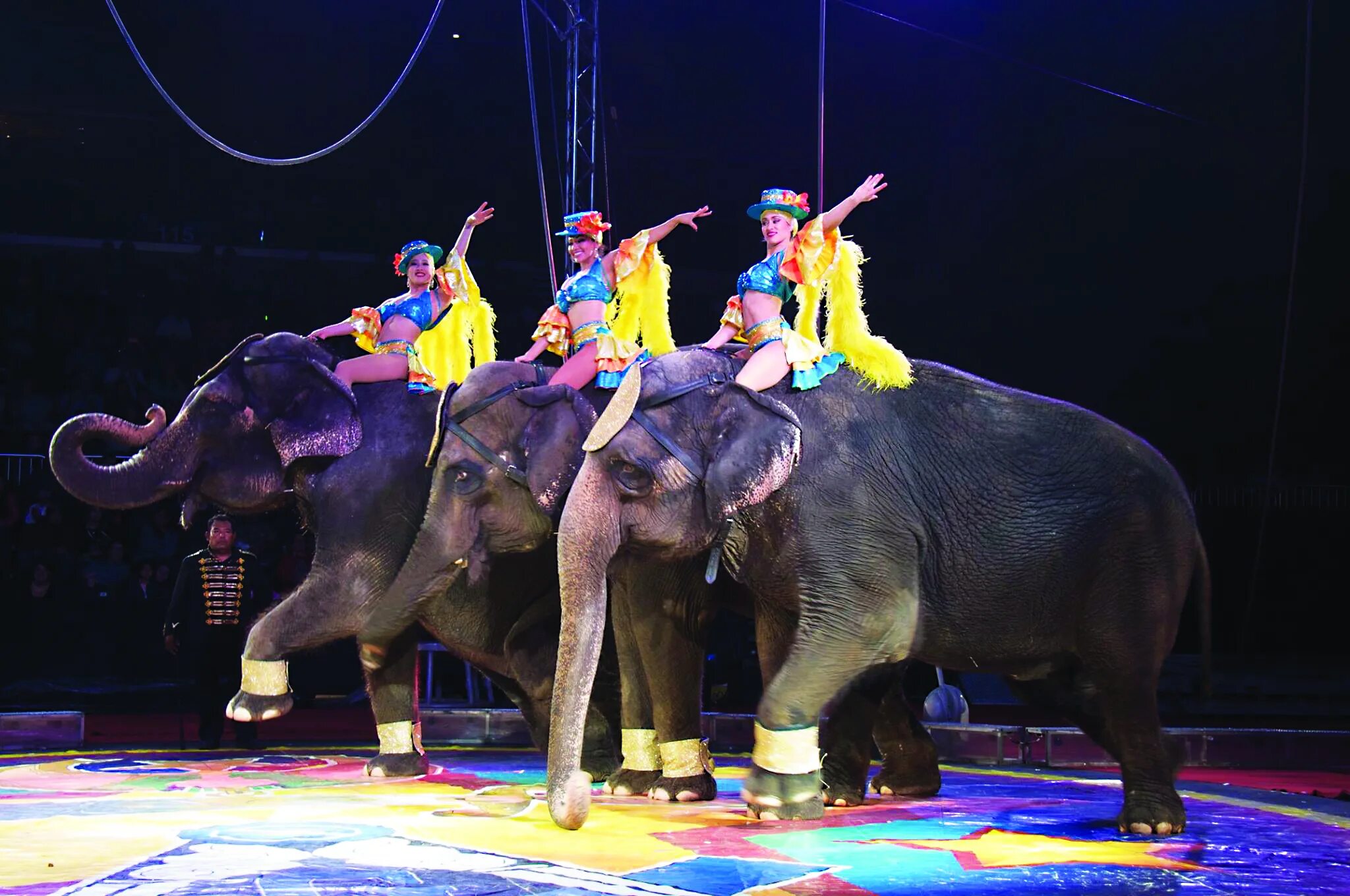 Дуров цирк воронеж. Цирковые видео. Цирковые животные. Цирковые животные. Цирковые видео.