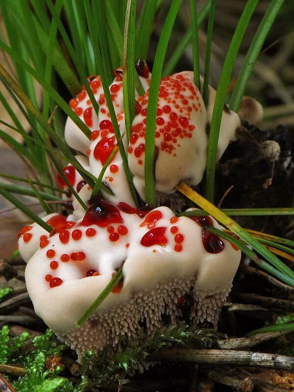 Гриб кровавый зуб. Кровоточащий гриб (Hydnellum peckii).