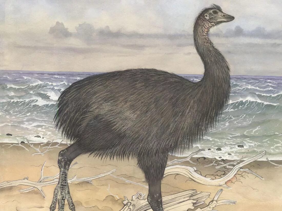 казуарообразные эму. вымершие нелетающие птицы. динорнисы и моа. птица моа новая зеландия. титанис птица.