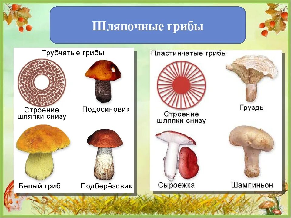 Шляпочные грибы трубчатые и пластинчатые. Грибы строение шляпочных грибов. Несъедобные пластинчатые грибы. Шляпочные трубчатые.