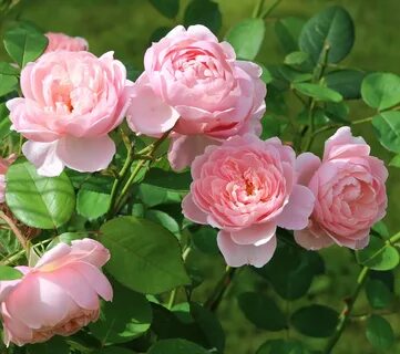 French rose