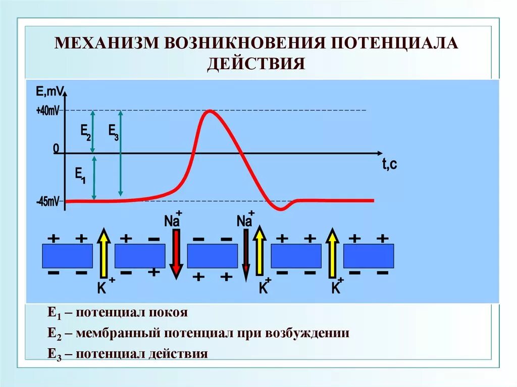 Мембраны потенциал покоя. Механизм возникновения. Механизм образования мембранного потенциала действия. Механизм формирования мембранного потенциала действия. Механизмы формирования мембранного потенциала покоя. Канал пд