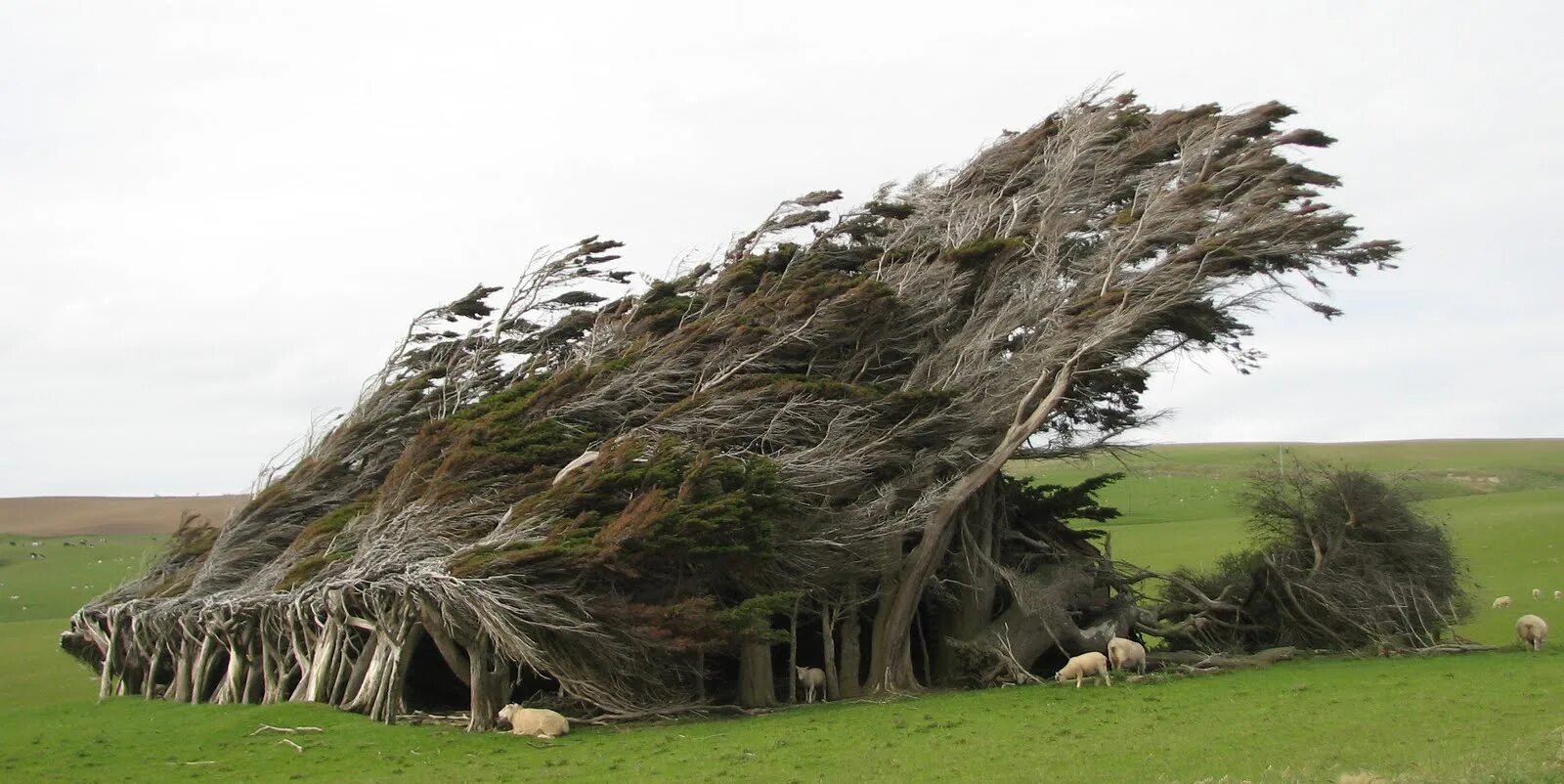 Гнутые деревья на слоуп Пойнт - новая Зеландия. Слоуп Пойнт новая Зеландия. Наклонный лес в новой Зеландии. Мыс slope point, новая Зеландия. Деревья растущие на ветру