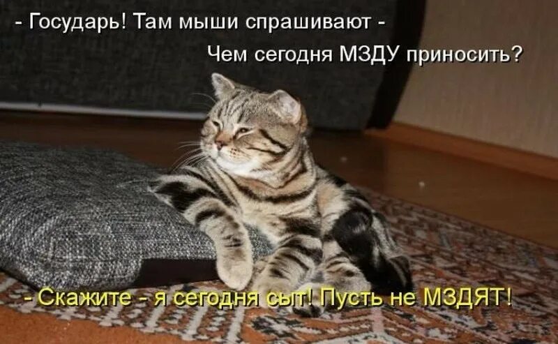 Не надо на телефон ничего. Коты приколы с надписями. Котики с прикольными надписями. Прикольные коты с надписями. Смешные надписи с котами.