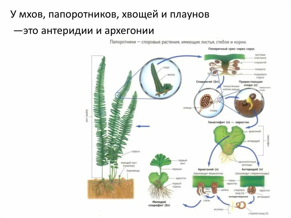 Гаметофитом покрытосеменных растений является. Гаметофит спорового растения. гаметофит семенных растений. высшие споровые растения спорофит. спорофит цветковых растений.