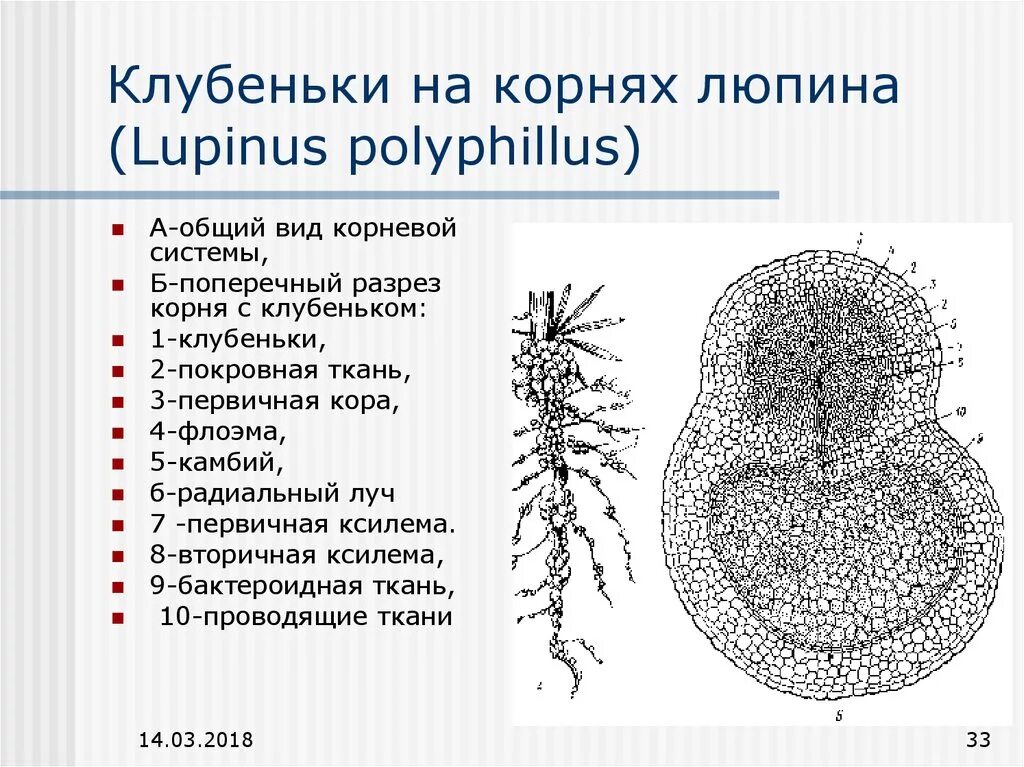 Строение клубеньков на корнях бобовых растений. Строение клубеньков бобовых. Клубеньковые бактерии схема. Клубеньковые бактерии строение. Клубенек гороха