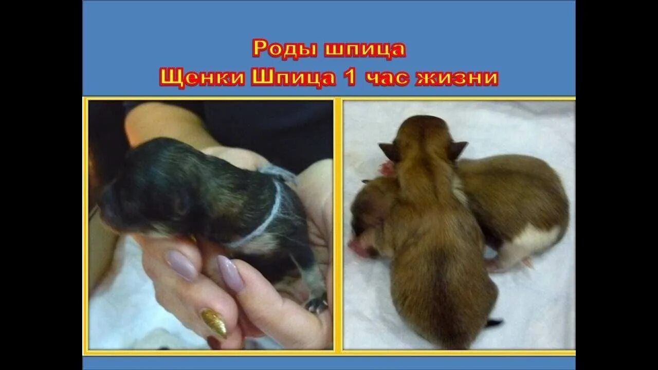 Сколько длится течка у шпица. Щенки шпица.