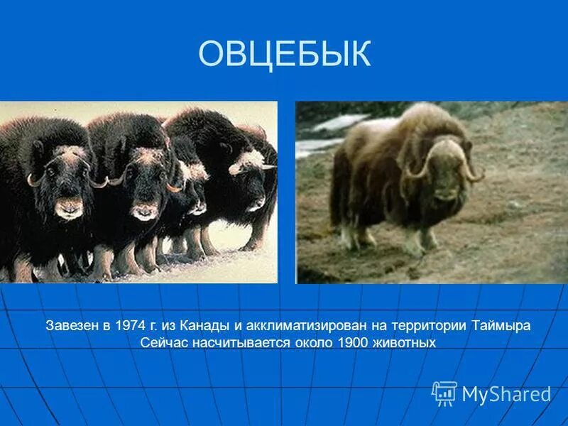 овцебык какая природная зона