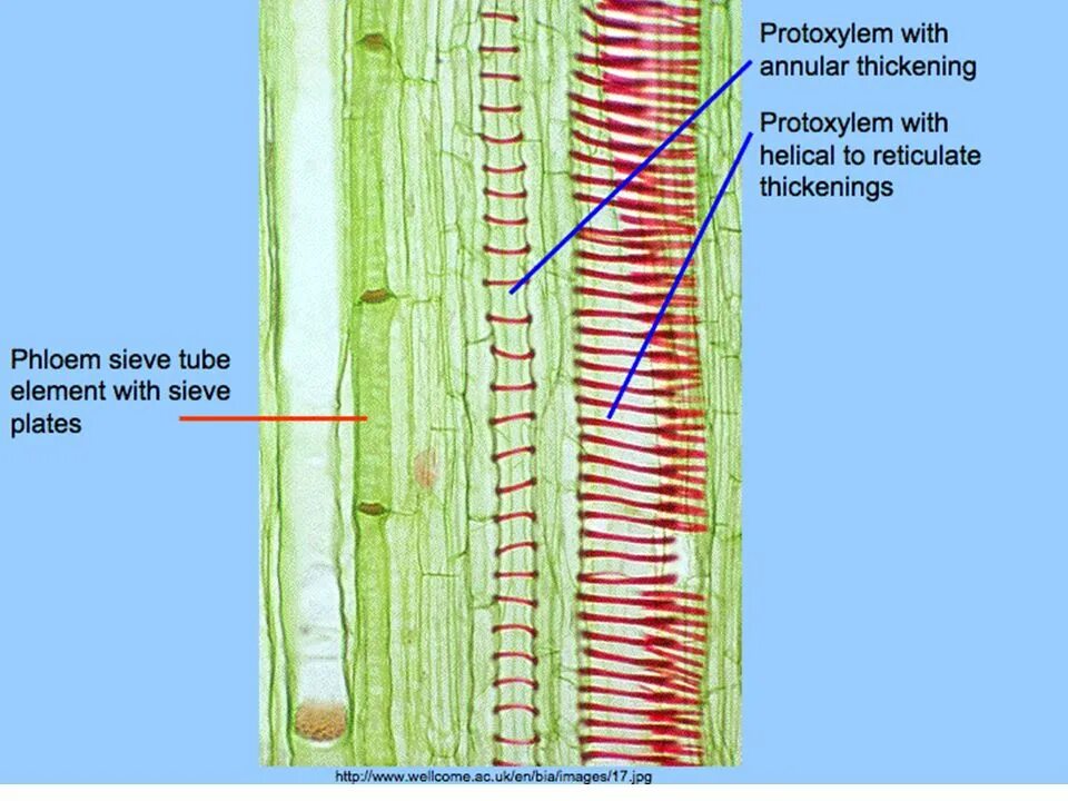 Проводящие ткани ксилема и флоэма. Xylem and phloem. флоэма ксилема ксилема. ксилема и флоэма микроскоп. сосуды ксилемы.