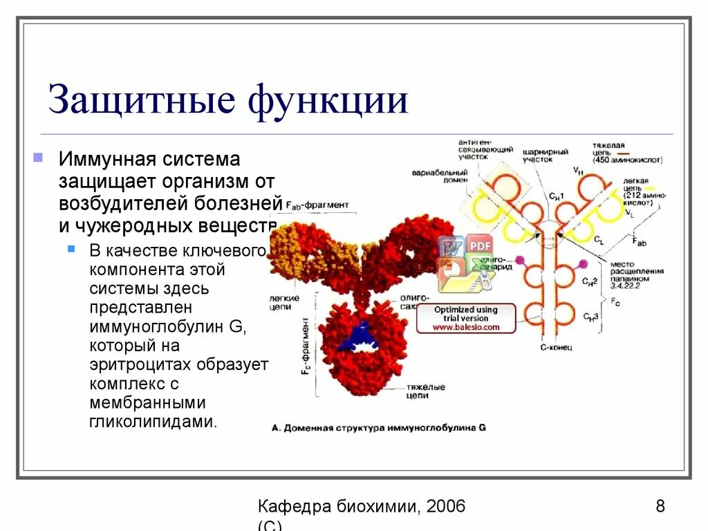 Белок защитная функция. Защитная иммунная функция белков. Иммунологическая функция белков. Какие белки выполняют защитную функцию в организме.