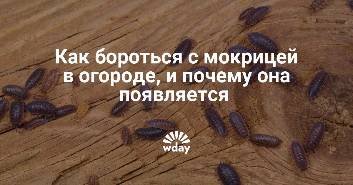 Как бороться с мокрицей
