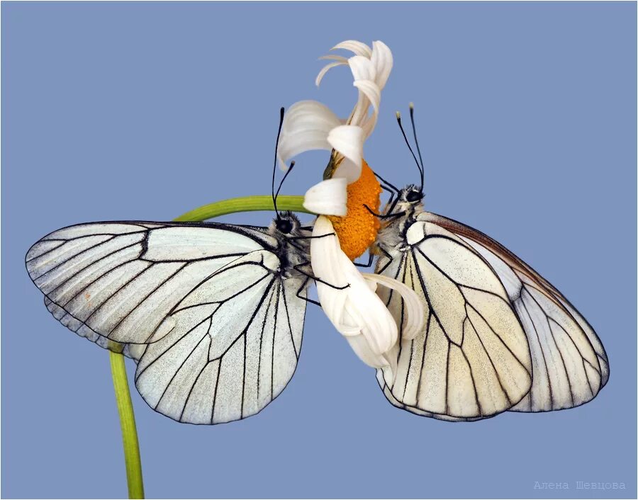 Взмах крыльев мотылька 2000. Цветок похожий на Крылья бабочки. Корабль с крыльями бабочки. Бабочка с крыльями из цветов. Бабочки картинки на белом фоне.