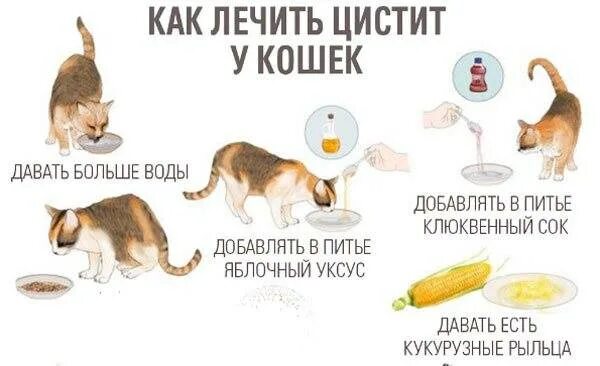 Цистит с кровью у кошки. Цистит у кошек лекарства. от цистита коту лекарство. цистит у котов симптомы.