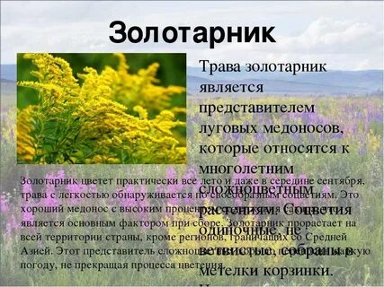 Золотарник обыкновенный свойства и применение