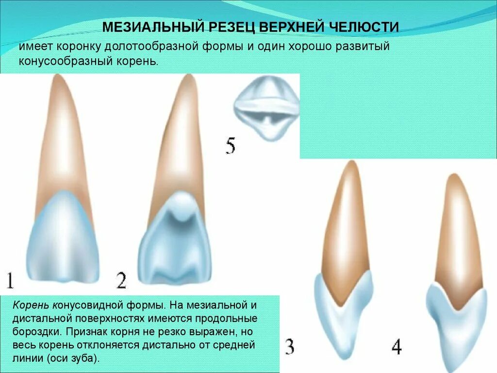 Признаки стороны зуба. Верхний латеральный резец анатомия. Центральный медиальный резец верхней челюсти. Медиальный резец верхней челюсти анатомия. Коронка медиального резца верхней челюсти.